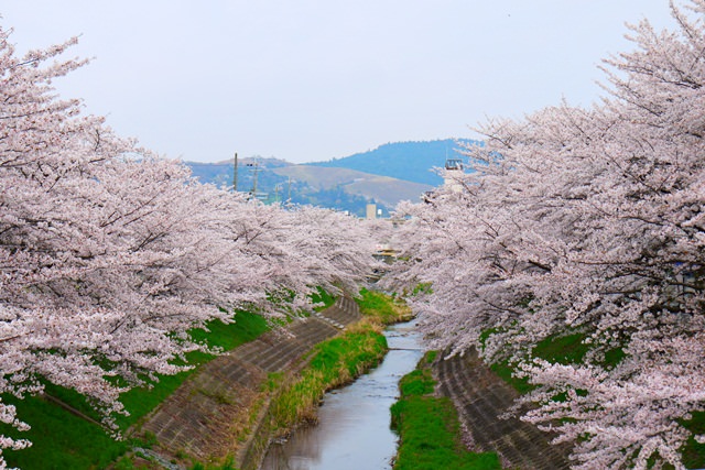 【13 春遊．櫻之關西 】- DAY3 奈良的賞櫻祕境 @ 佐保川