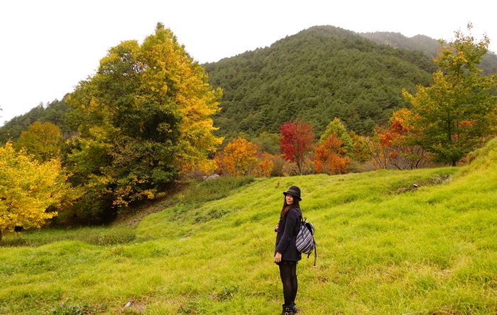 【台中．武陵】- 早秋．遇見金黃燦爛的銀杏落葉 ＠武陵農場 (2014.11.15楓況)