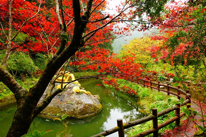 【南投．竹山】- 杉林溪森林生態渡假園區．藥花園楓紅．松瀧岩瀑布 (2015.11.01楓況)