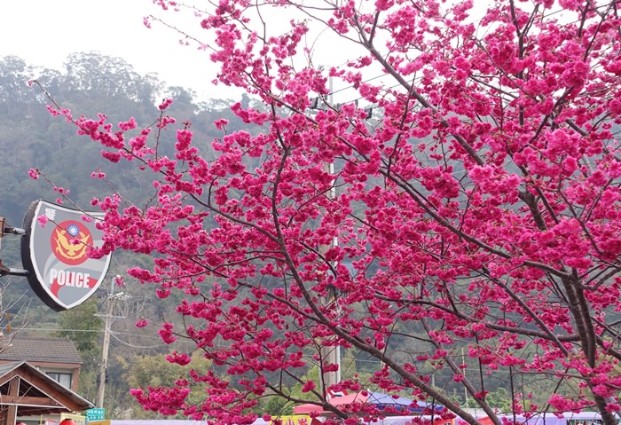 【台中．后里】- 全台最美的警察局-泰安派出所．八重櫻現正滿開中 (2015.02.15花況)