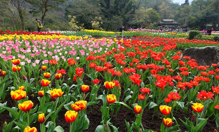 【桃園．復興】- 桃源仙谷．全球最早盛開的鬱金香季 (2015.02.21花況)