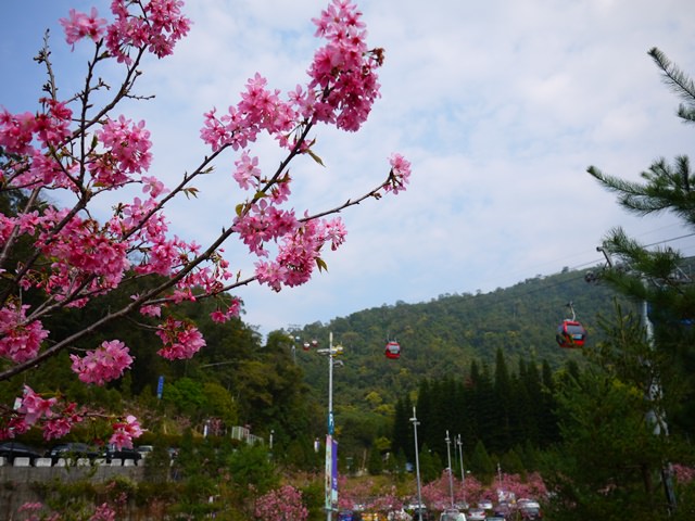 【南投．景點】- 讓泰迪熊陪你搭日月潭纜車+伊達邵碼頭小吃~!!