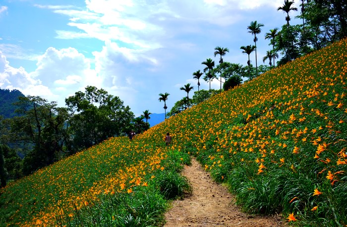 【台中．新社】- 不用去花東也有美麗的金黃地毯．沐心泉休閒農場金針花季(2014.05.24花況)