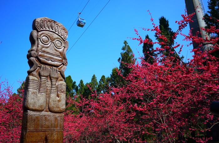 【南投．魚池】- 九族文化村櫻花祭．5000顆八重櫻浪漫迎新春(2015.02.14花況)