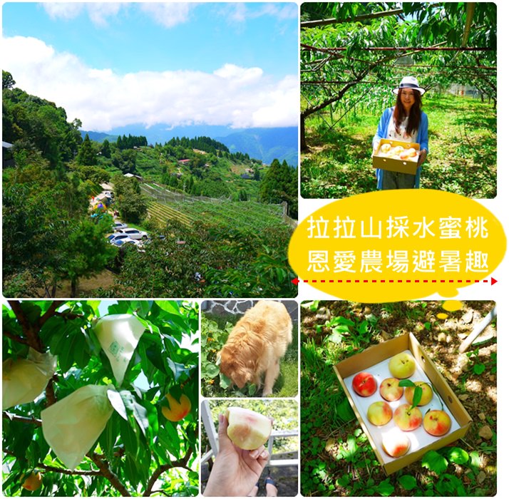 【北橫．遊記】- 夏日消暑小旅行．來去恩愛農場採蜜桃嚕～～～