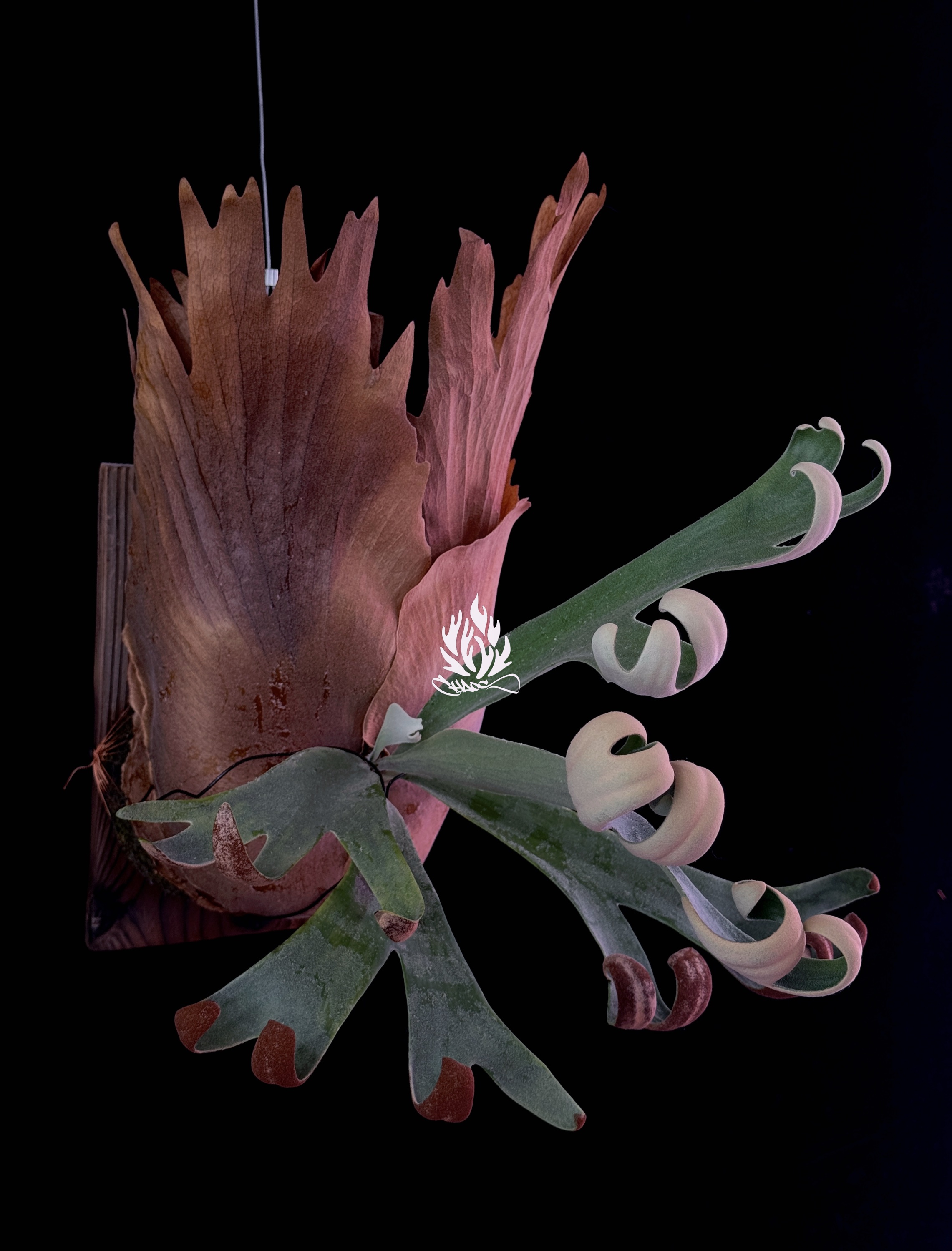 P. FongSiQi