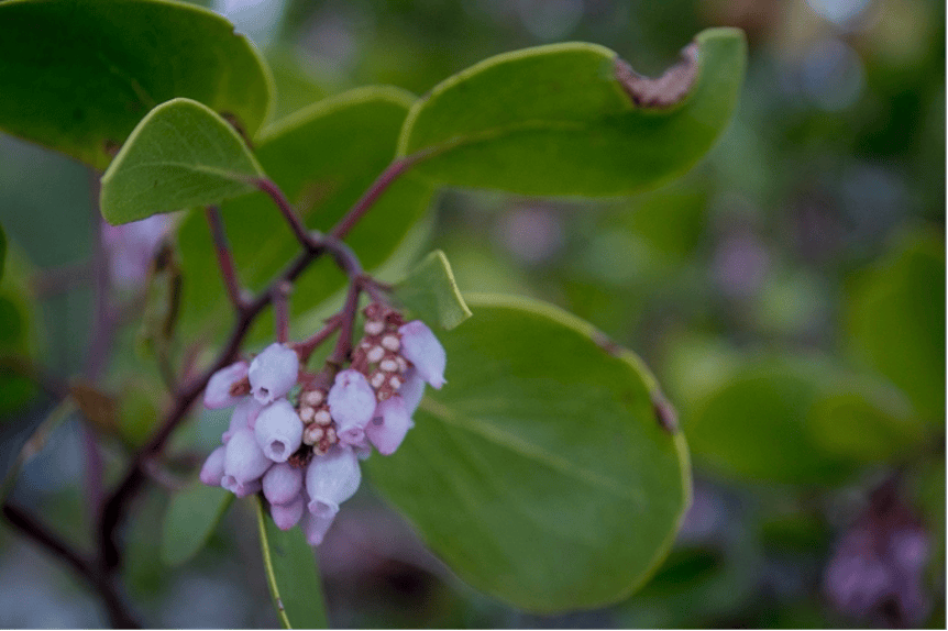 greenleaf manzanita (A. patula)