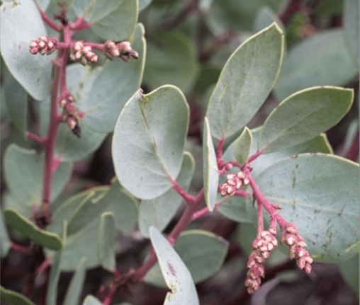 whiteleaf manzanita (A. viscida)
