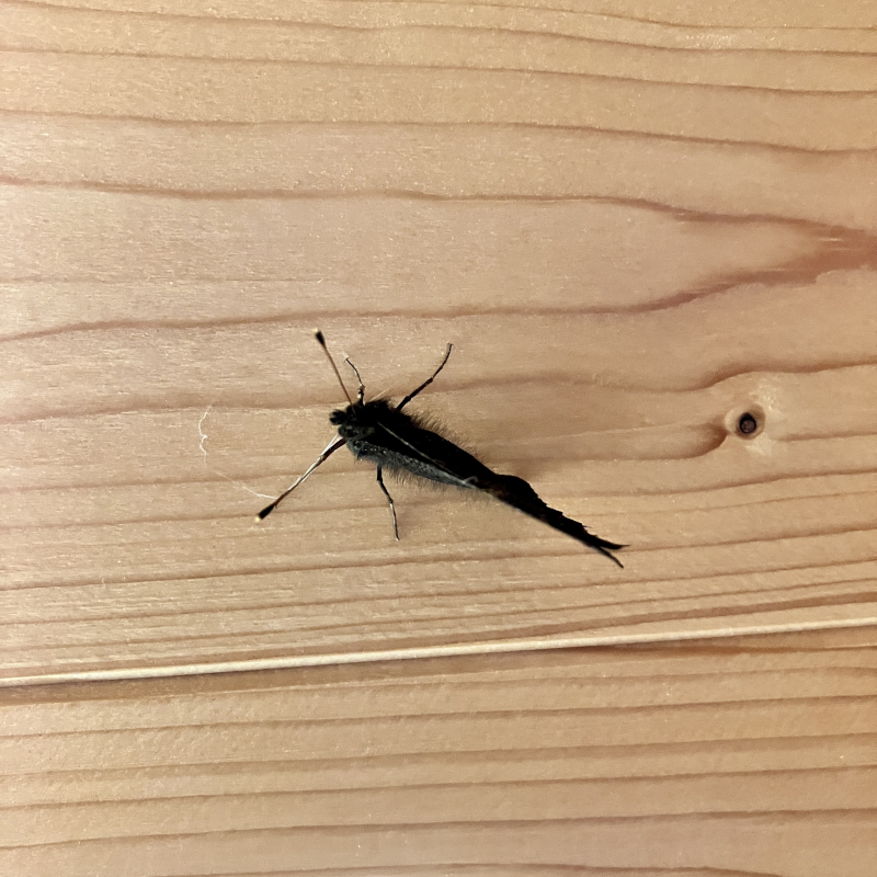 Slapen in het tuinhuis