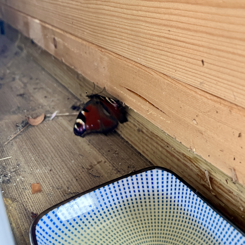 Bekomen en opnieuw in winterslaap.