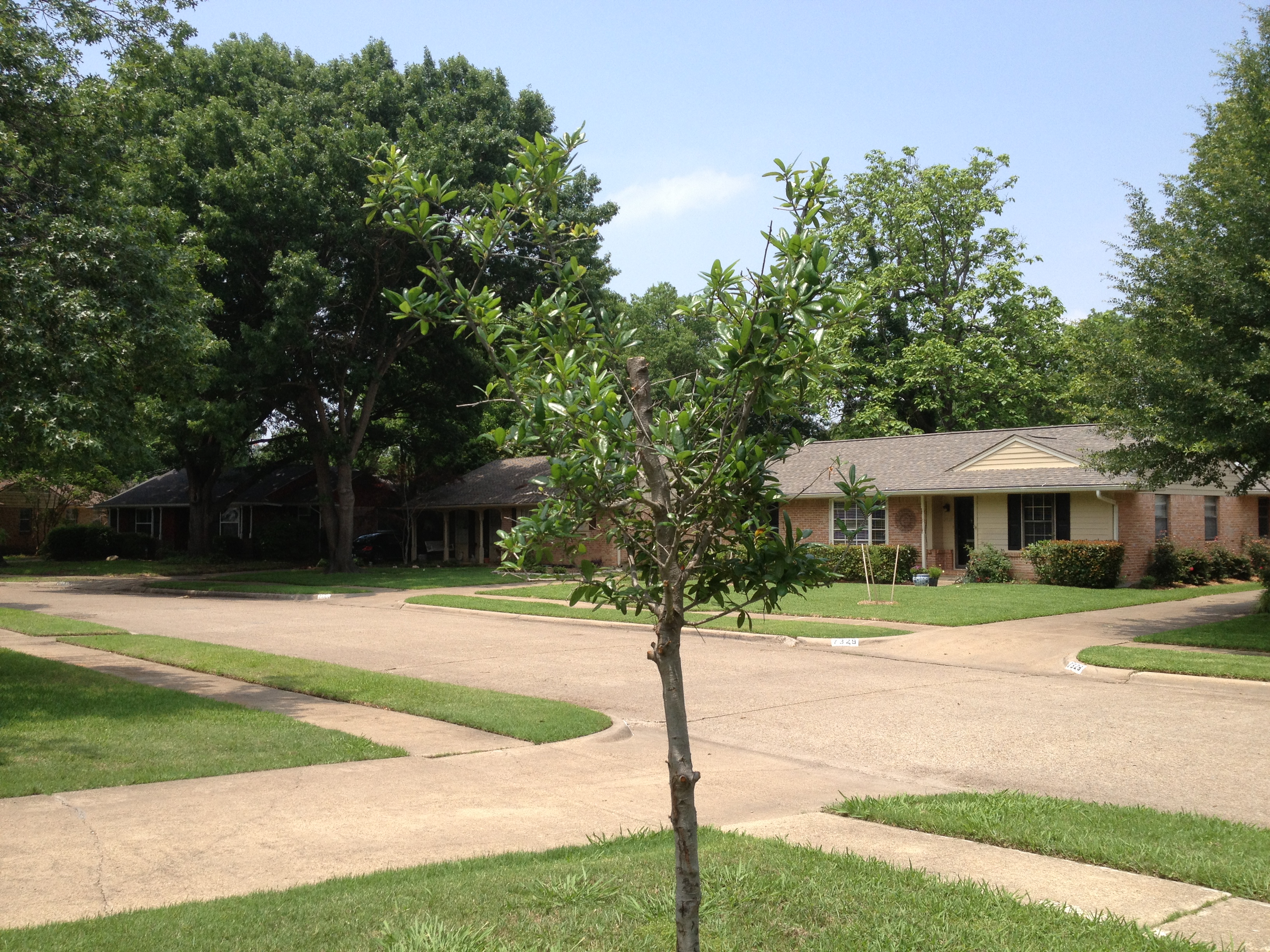 Baby Oak Tree For Sale In Knocknacarra Galway From Nikkily
