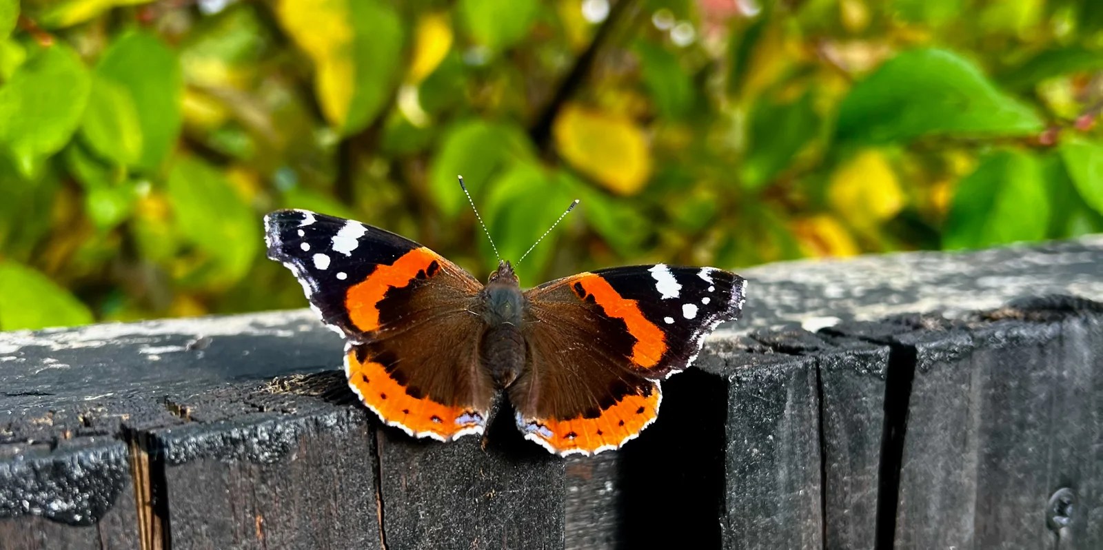 Red Admiral