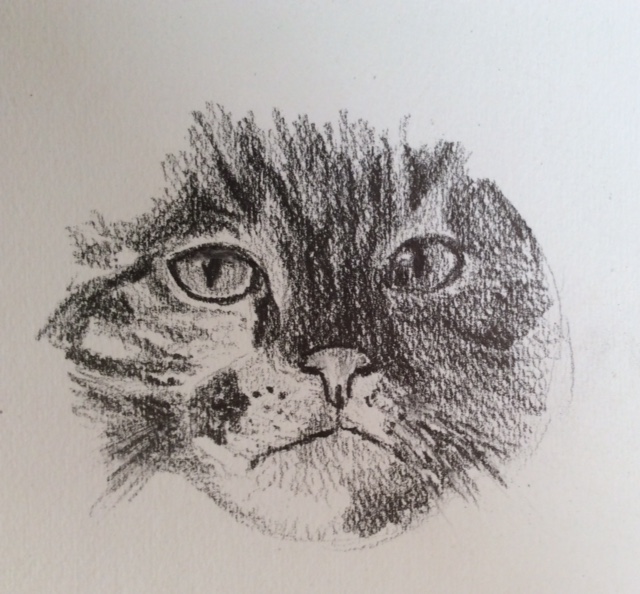 My Cat Study