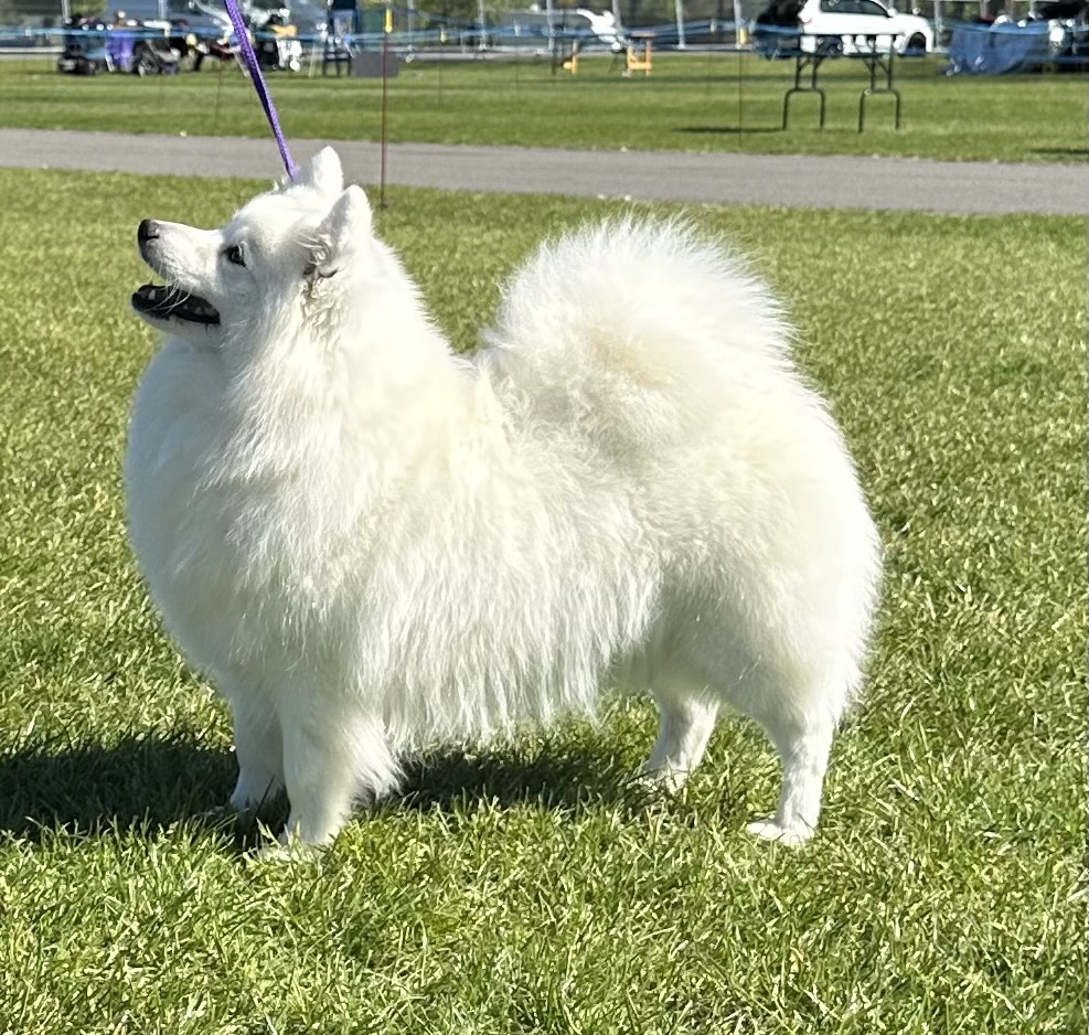 Lola
