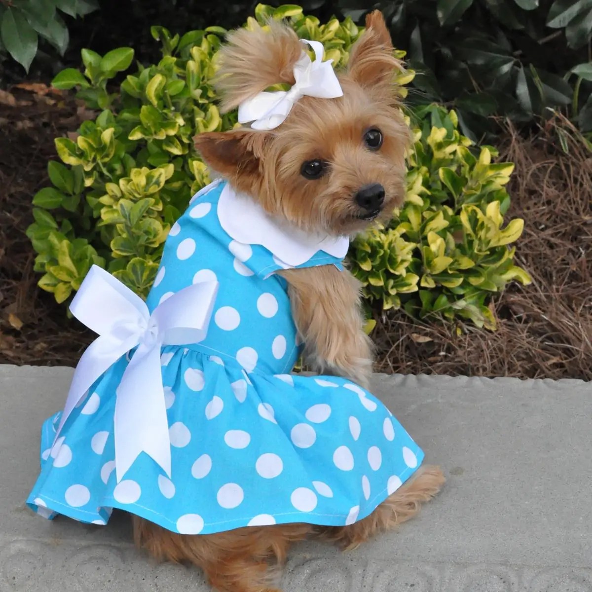 10 Best Dog Clothing Brands In 2020 Chart Attack