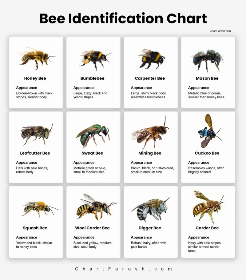 Identifying Bees R Bee - Amazing HD Sunset Textures | Free Download