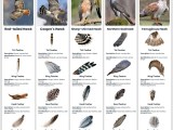 Types Of Bird Feathers Chart