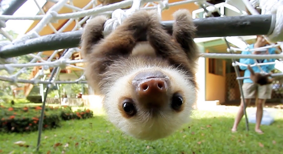 Serious Sloth Sunday