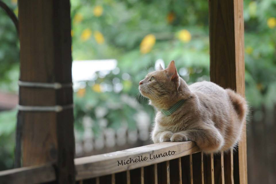 This is my cat Simba. He loves the beauty of outside as well.