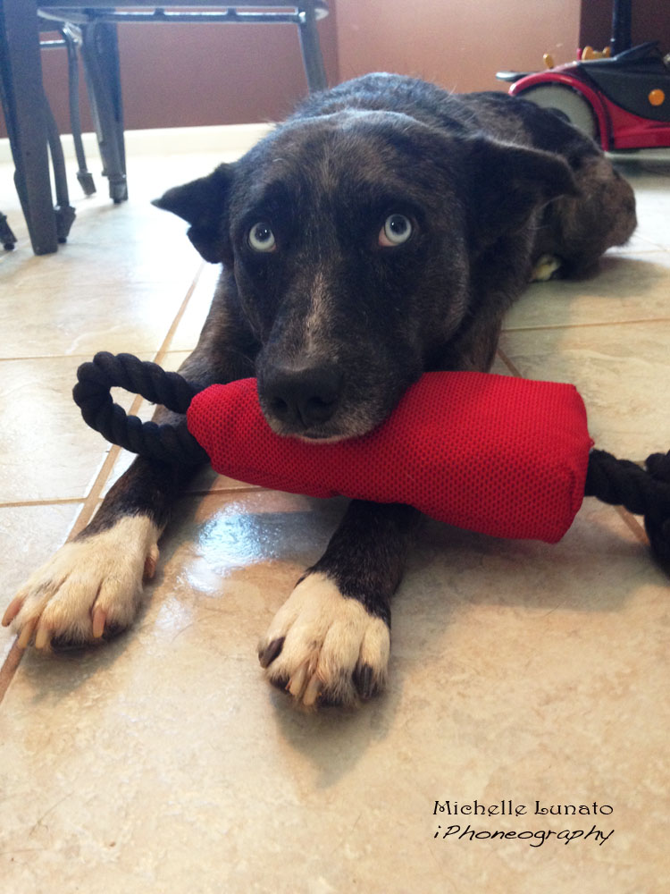 Guy waits patiently for me to entertain him.