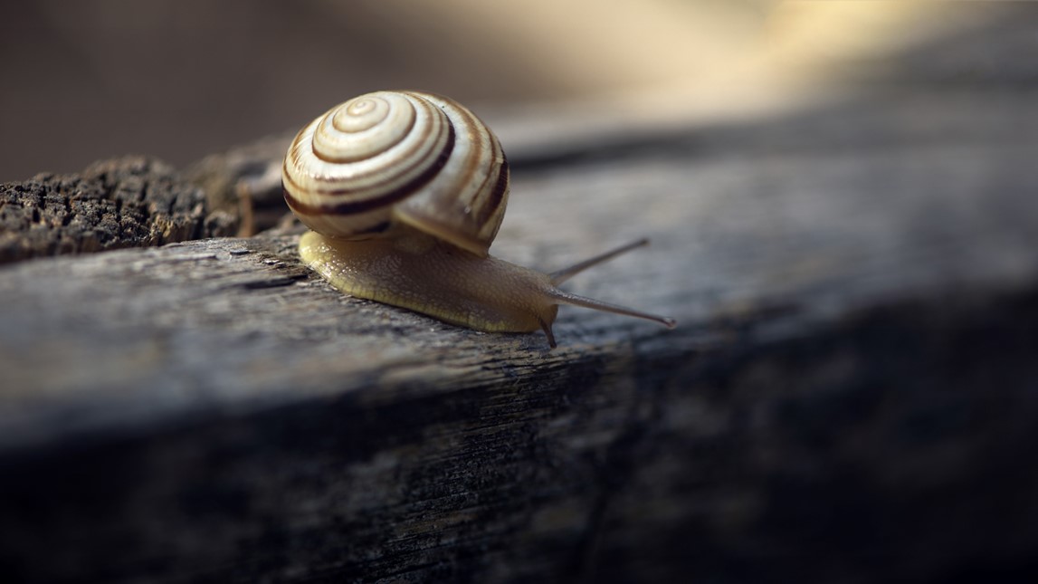 Snail Crawling on Wood