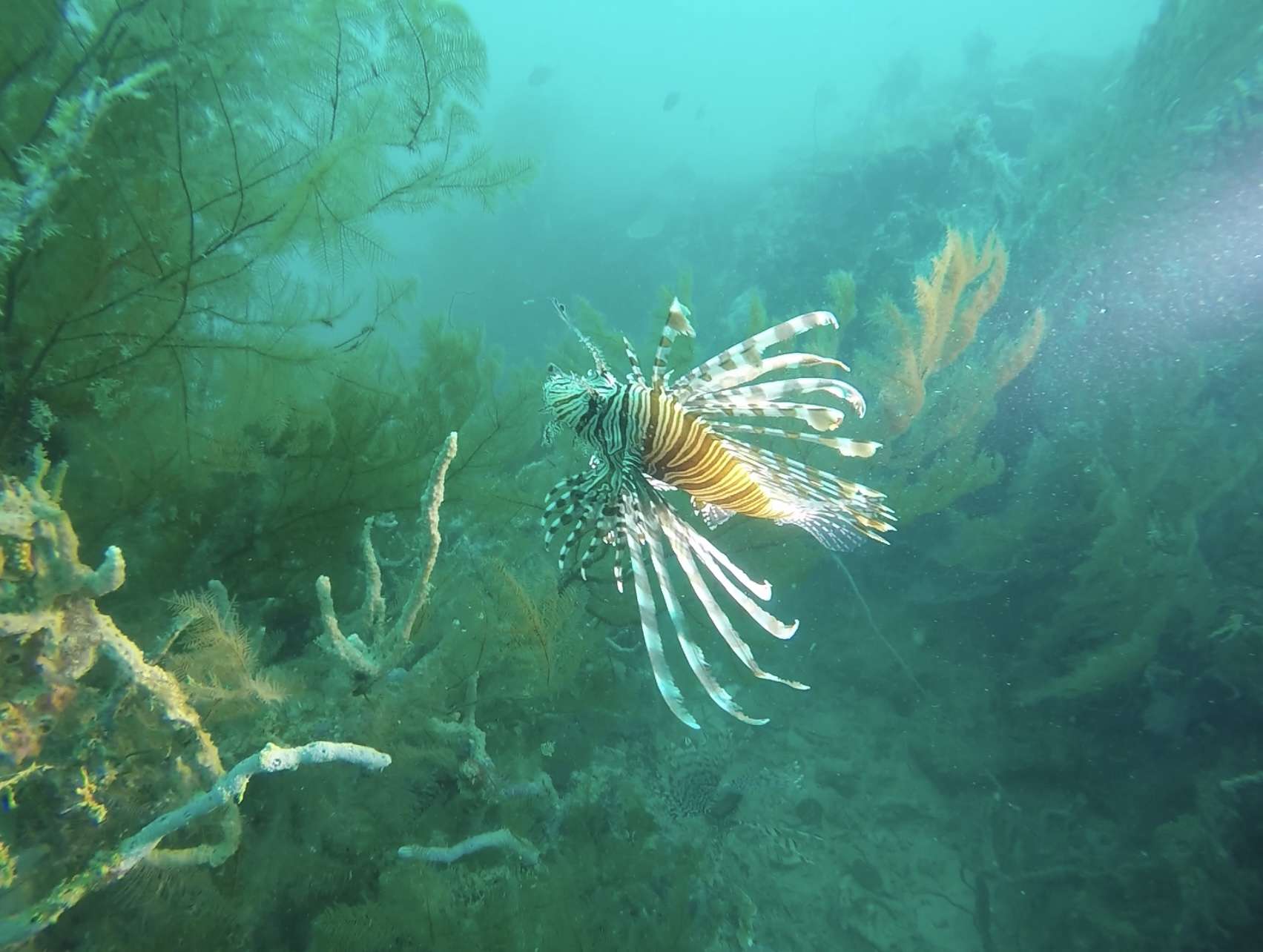 Diving the Bacuit Archipelago off El Nido