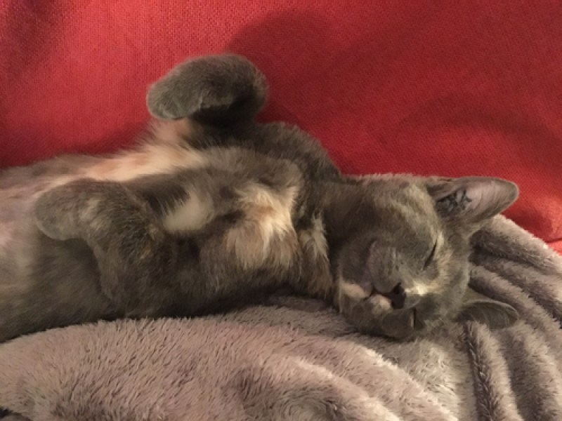 shirin-temoignage-adoption-chaton
