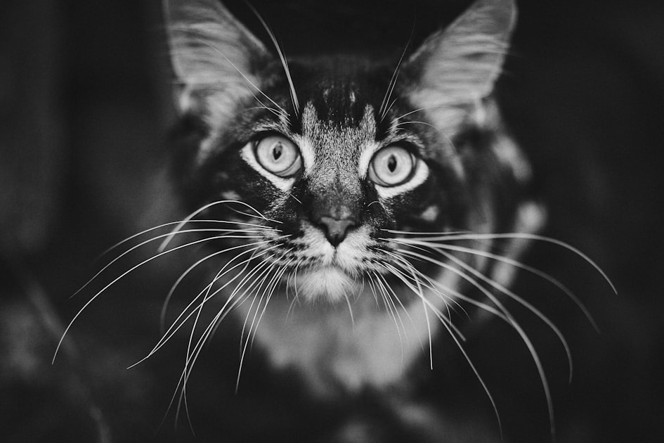 Understanding Maine Coon Breeding