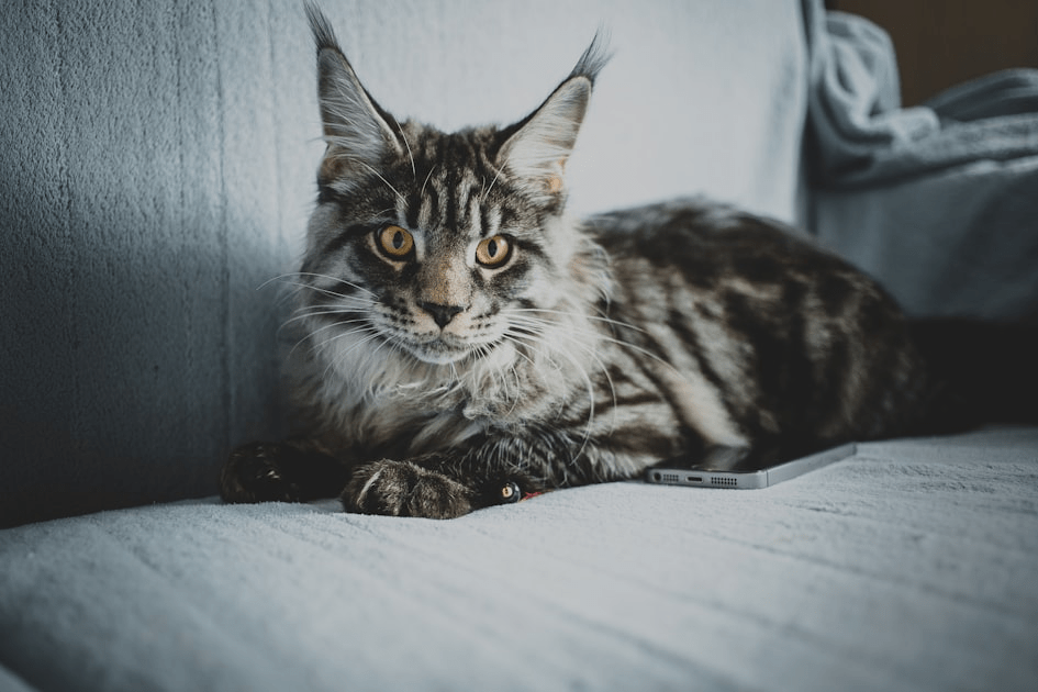 The Benefits of Adopting a Maine Coon