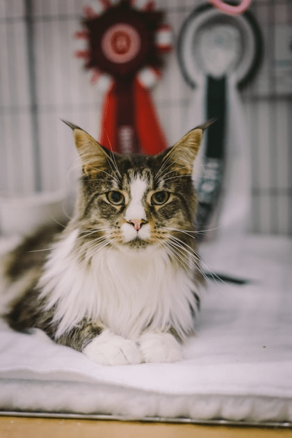 Maine Coon Health Considerations
