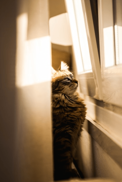 Connecting with Fellow Cat Lovers