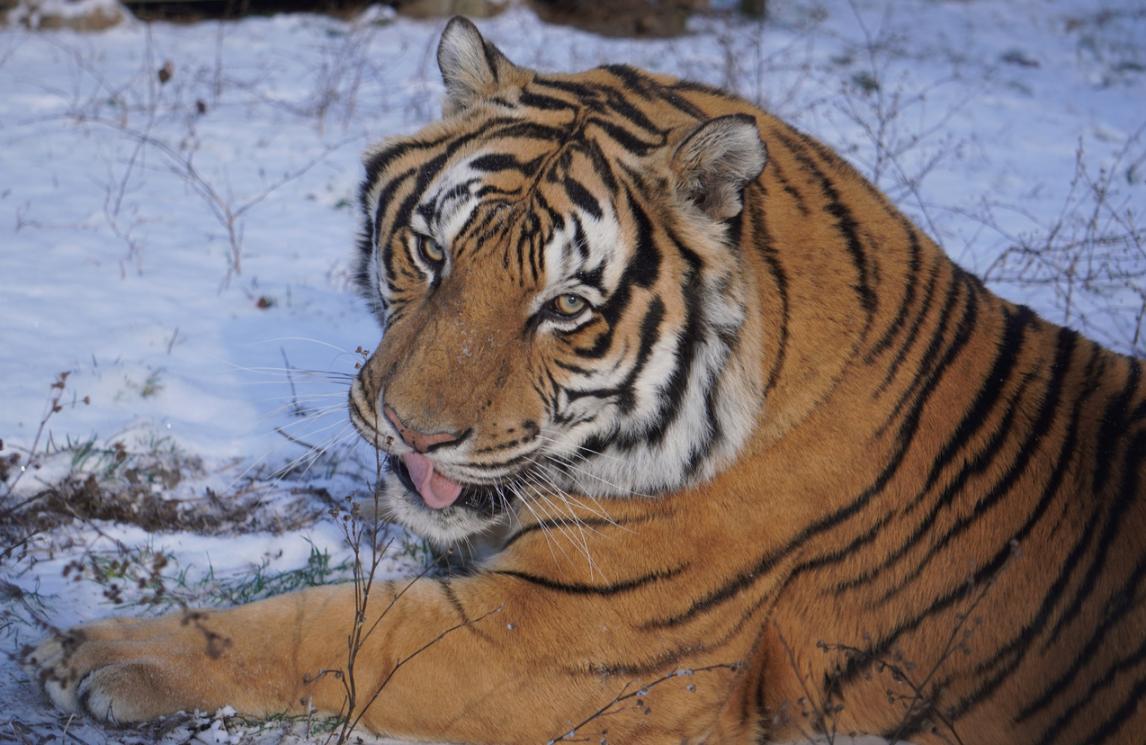 Sanctuary milestone: Tigers in Pittsboro, lions in Eureka Springs
