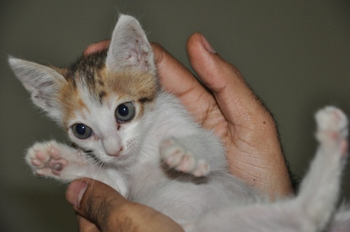 6 Weeks Old Kitten Needs A Home In Doha June 2012 Chato Carlos Castillo
