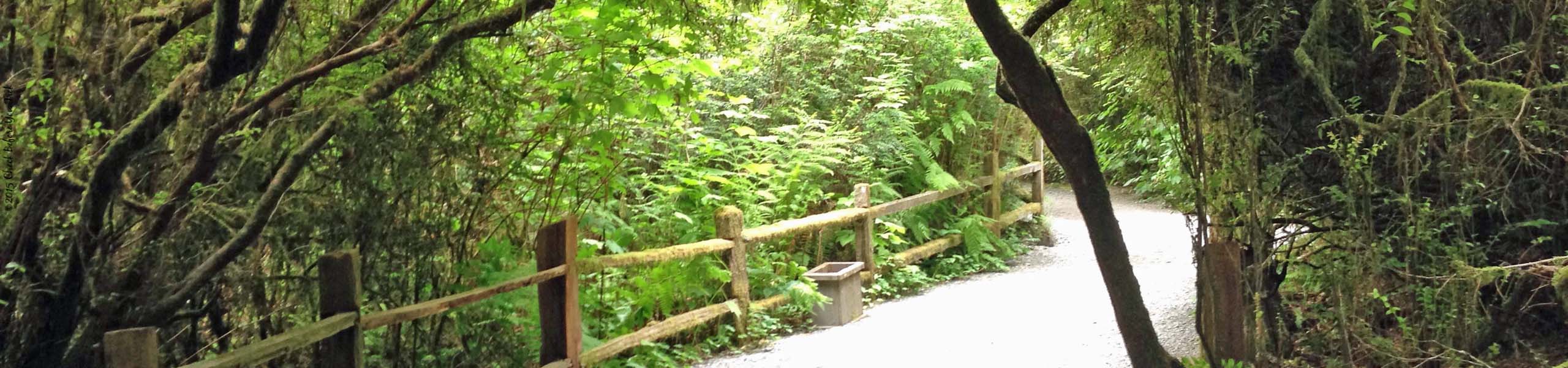 Path at Trees of Mystery