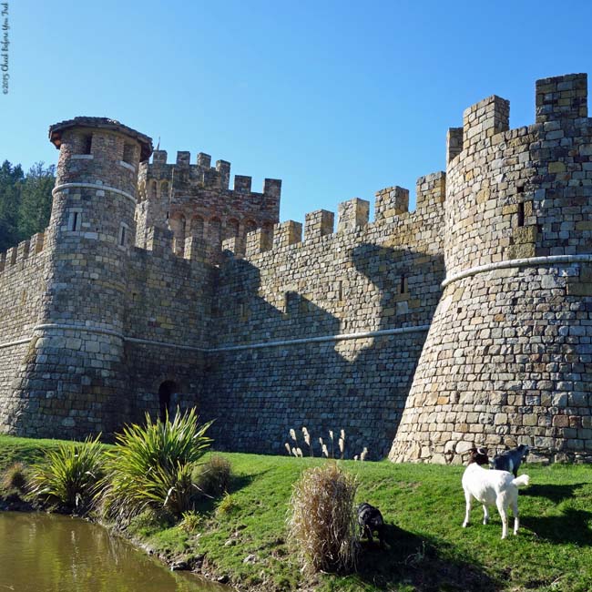 Goats in front of Castello di Amorosa