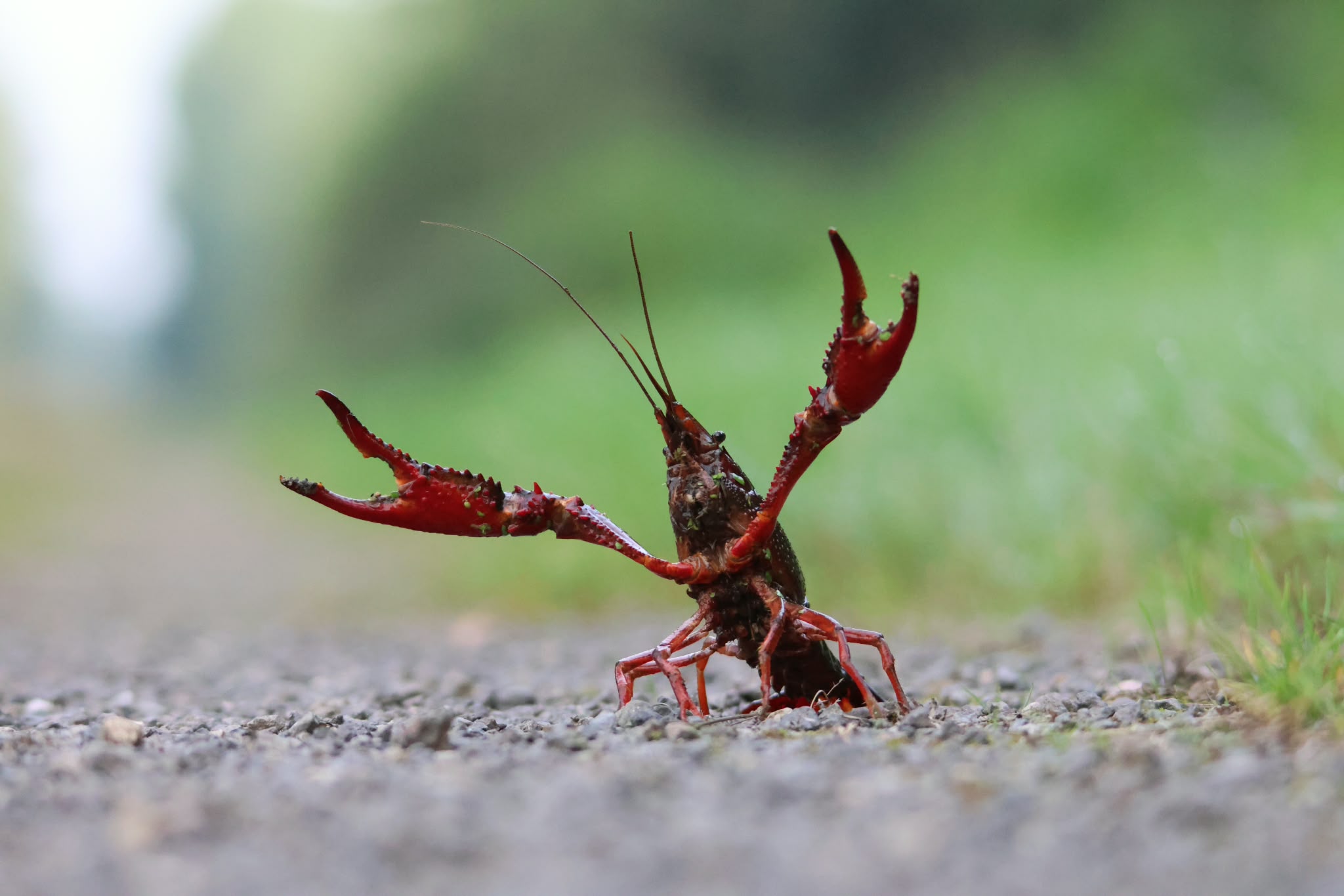 Natuurlijk Gespot: de rode Amerikaanse rivierkreeft in en rond Purmerend