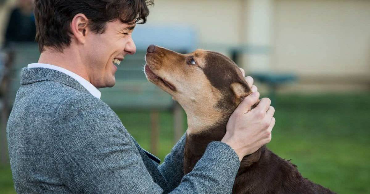 就是弄笑弄哭你，不愛狗也會愛的狗狗電影！┃電影專題