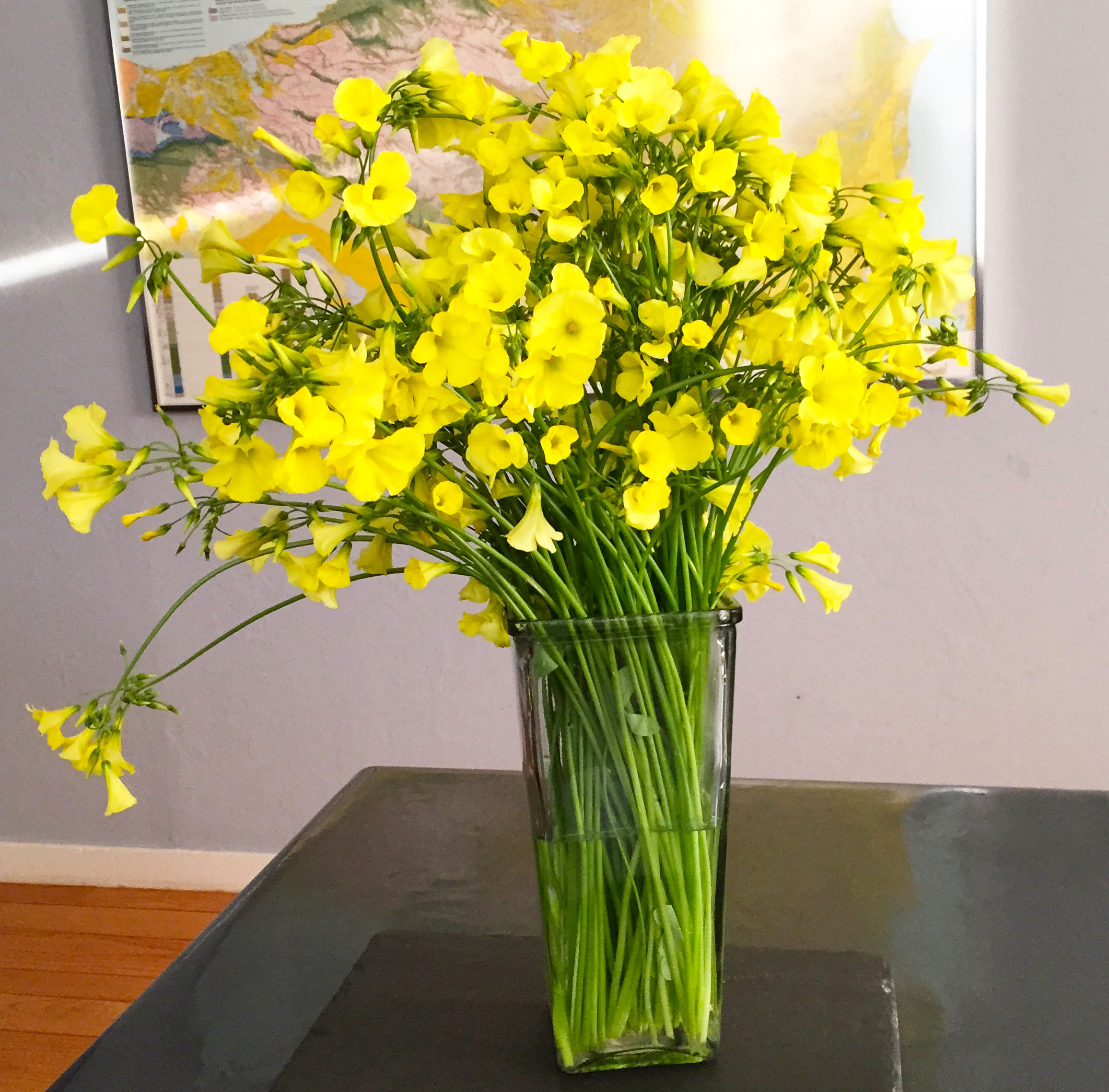 A large bouquet of woodsorrel on a table in a tall, square glass vase.