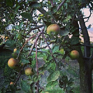 Apples growing in Umbria, Italy