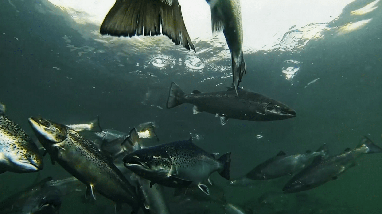 Deadly Bacterial Disease Found in Wild Salmon: What You Need to Know (2026)