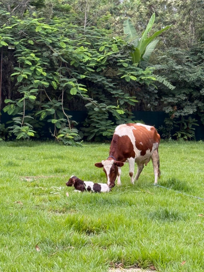 Products Cherehani Africa - Light Designs - Gorgeous Ultra HD Collection