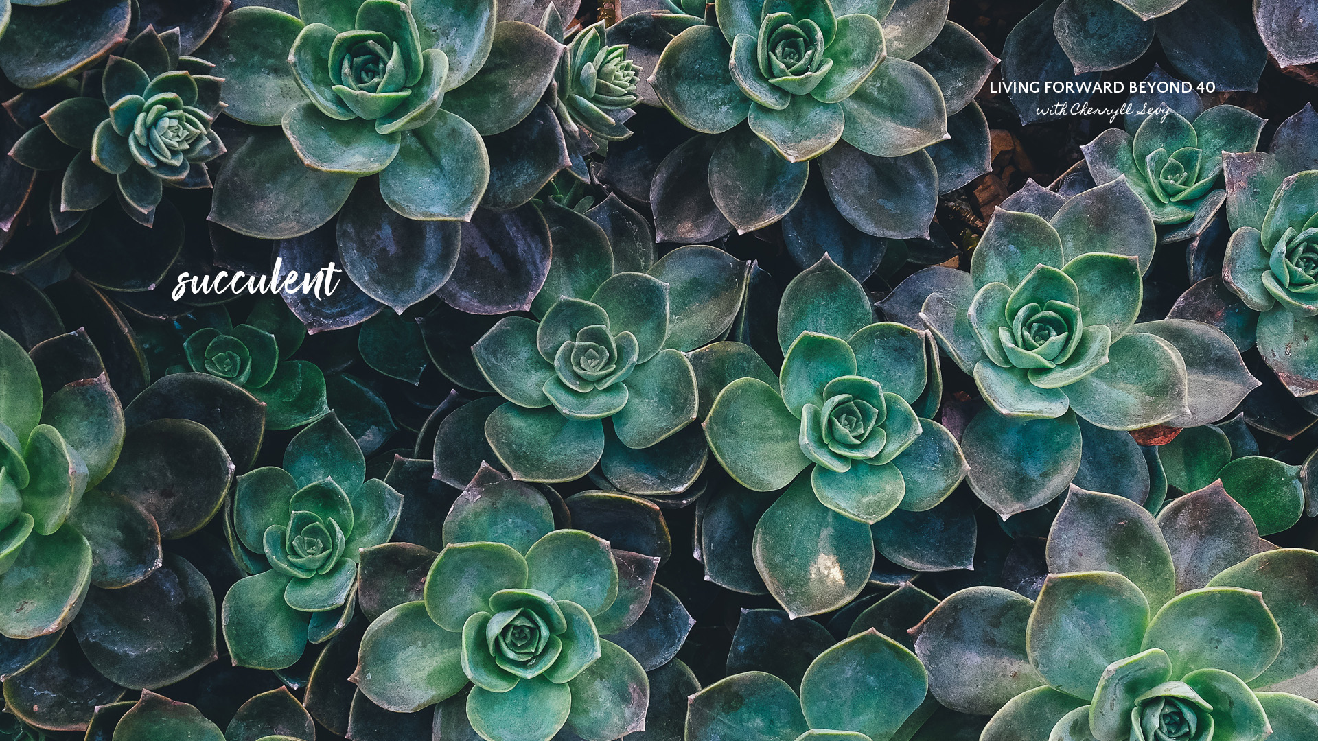 #WallpaperWednesday | Succulent - Living Forward Beyond 40