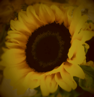 © Clr '14 Golden Tournesol