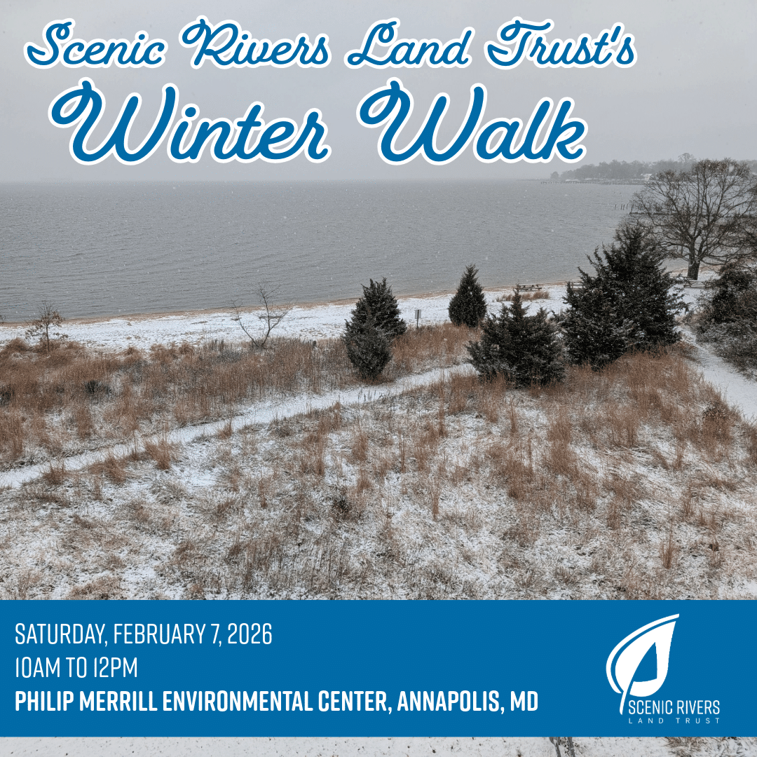 Scenic Rivers Winter Walk 2026 Untitled 7 