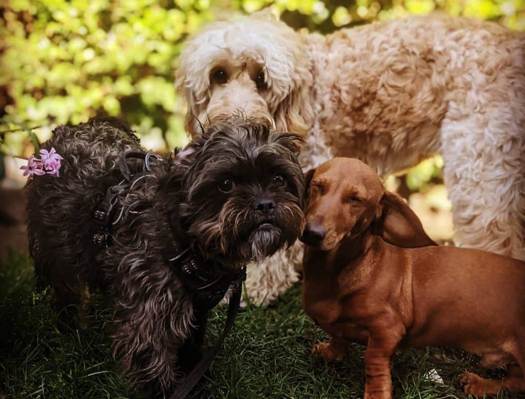 Dog Friendly Pubs Near Me Open Now