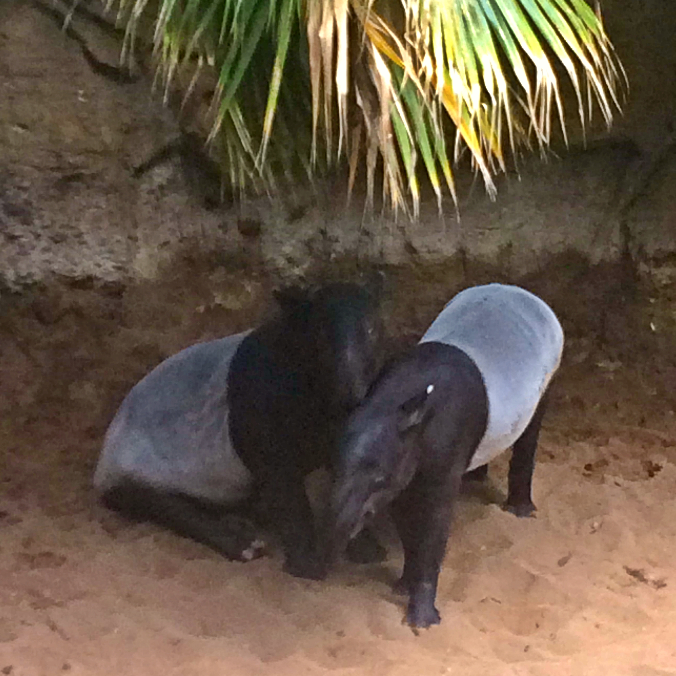 Zoo5