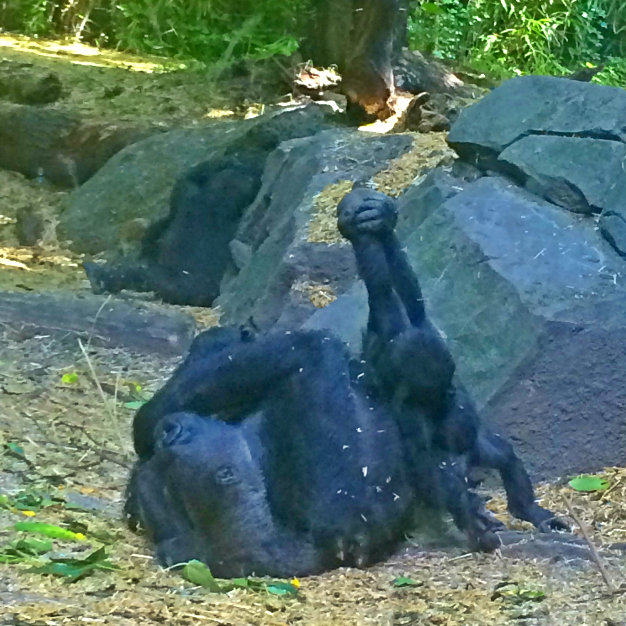 Zoo6