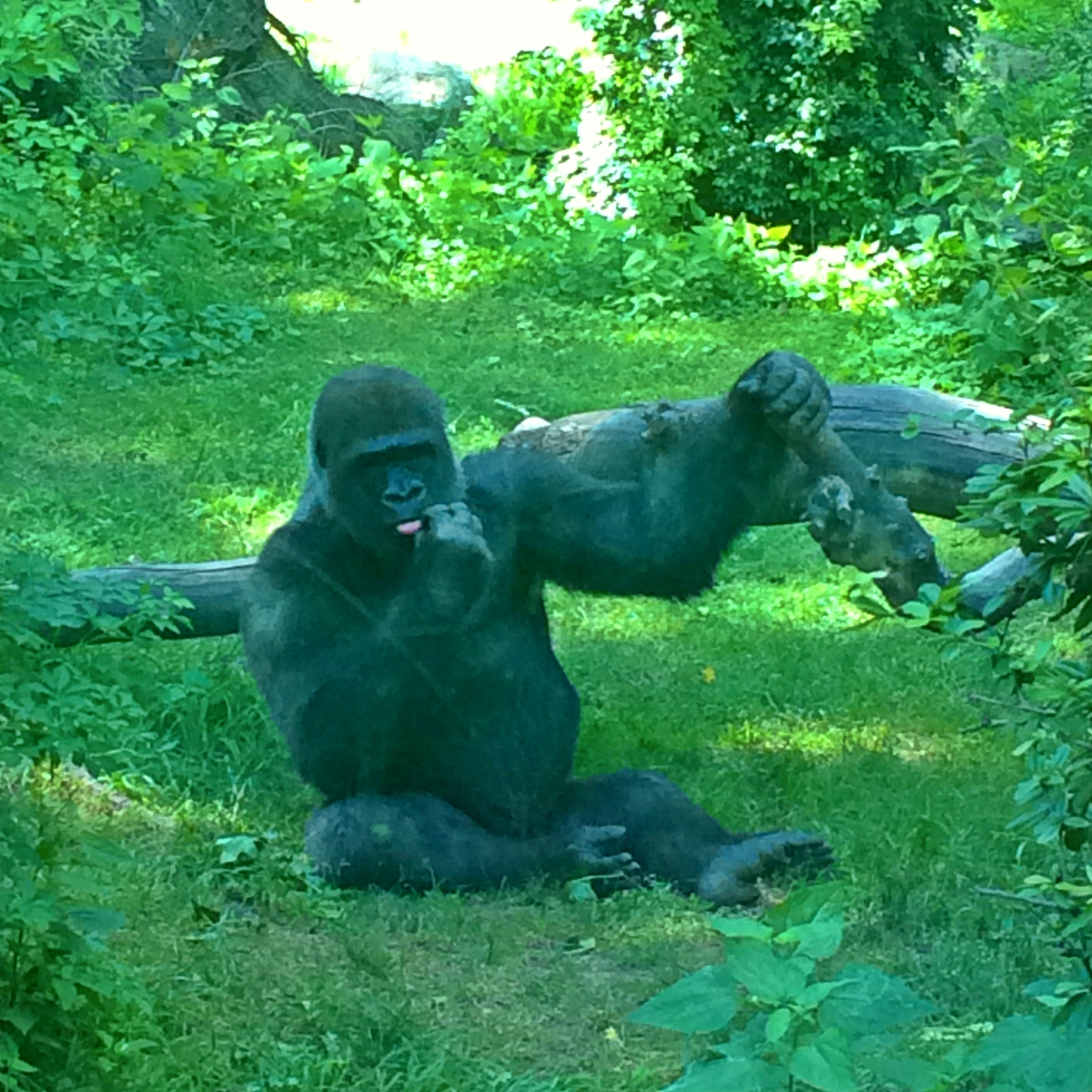 Zoo7