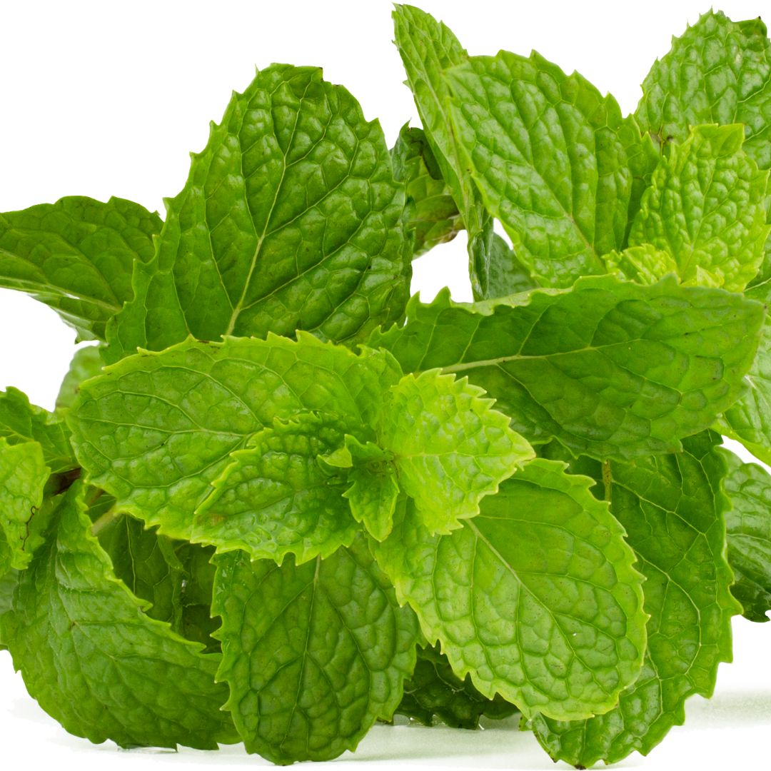 fresh mint