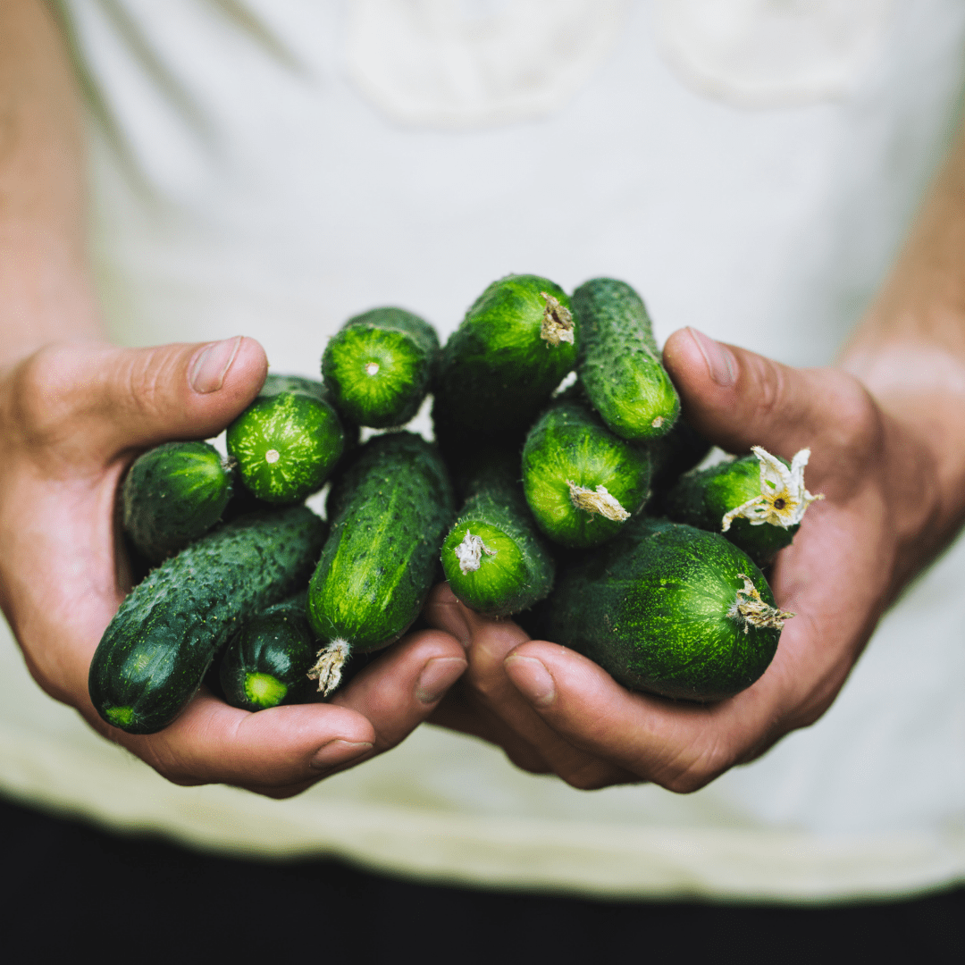 Japanese Cucumber